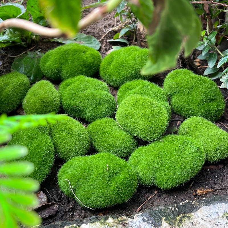 5/30 peças de Pedras de Musgo  - Preserved Moss Sheet avaliação e preço