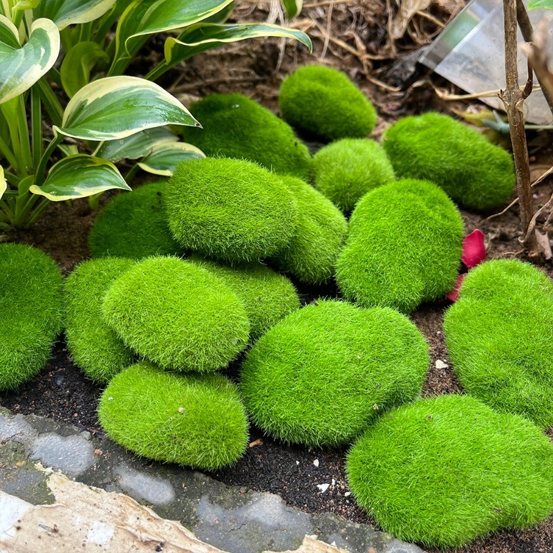 5/30 peças de Pedras de Musgo  - Preserved Moss Sheet avaliação e preço