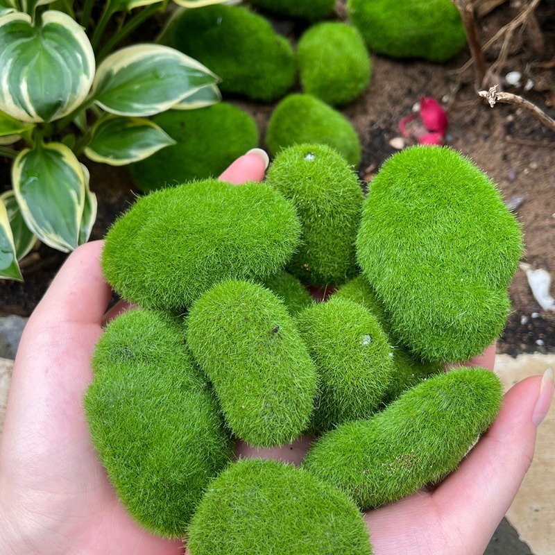5/30 peças de Pedras de Musgo  - Preserved Moss Sheet avaliação e preço